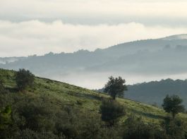 toskanische Landschaft mit Olivenbäumen (Fotografiekurs Christiane Eisler) ©LEIIK