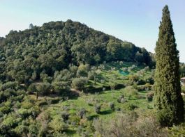 toskanischer Hügel mit Zypresse (Fotografiekurs Christiane Eisler) ©LEIIK