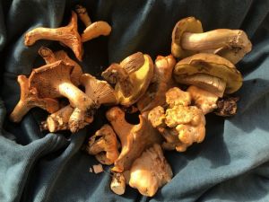 Pfifferlinge maremmani ©LEIIK