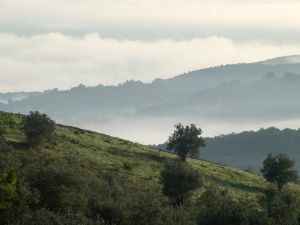 toskanische Landschaft mit Olivenbäumen (Fotografiekurs Christiane Eisler) ©LEIIK
