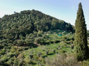 toskanischer Hügel mit Zypresse (Fotografiekurs Christiane Eisler) ©LEIIK